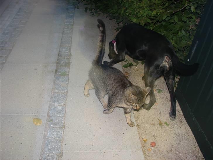 Blanding af racer Lillefis billede 7