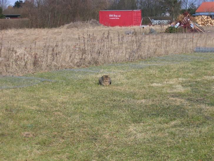 Blanding af racer Lillefis billede 8