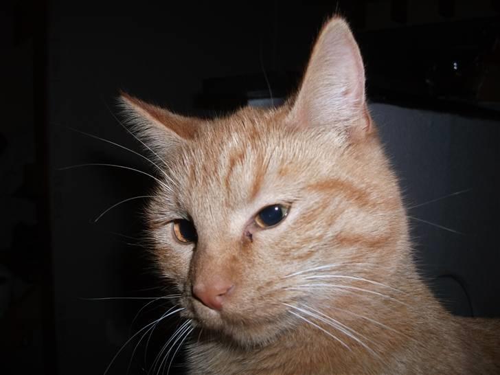 Huskat Jean billede 2