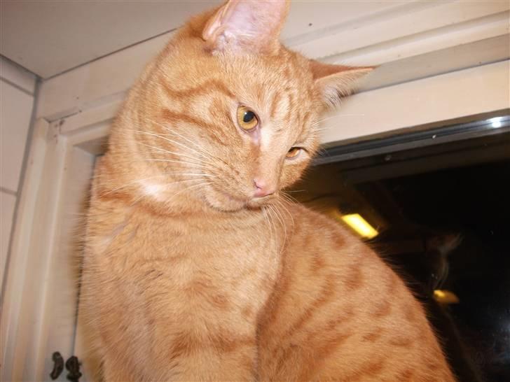 Huskat Jean billede 3