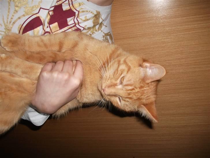 Huskat Jean billede 4