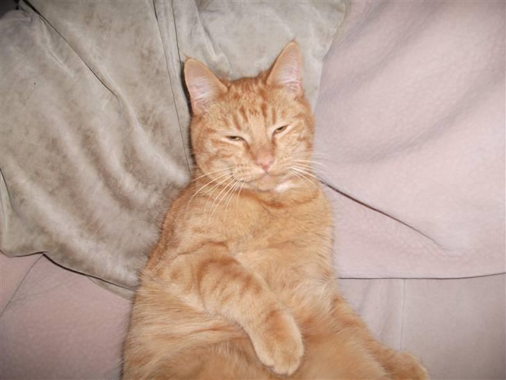 Huskat Jean billede 6