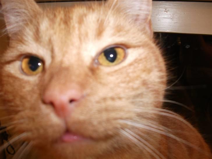 Huskat Jean billede 7