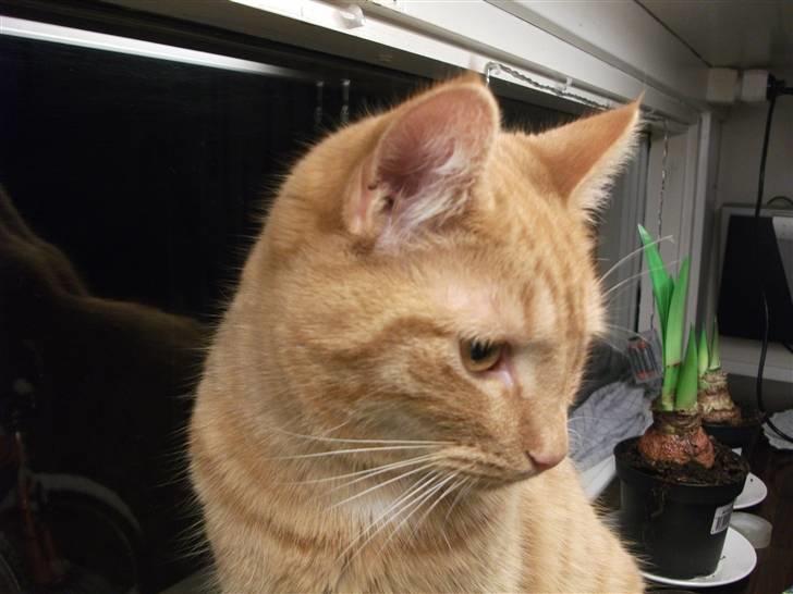 Huskat Jean billede 8