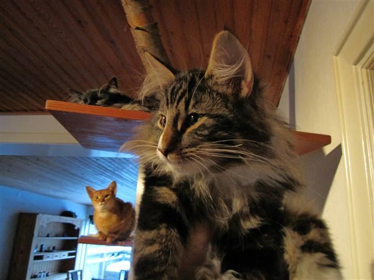 Norsk Skovkat DK Skovskyttens Sigurd - R.I.P januar 2012 billede 1