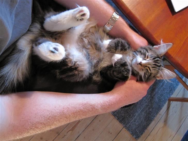 Norsk Skovkat DK Skovskyttens Sigurd - R.I.P januar 2012 billede 2