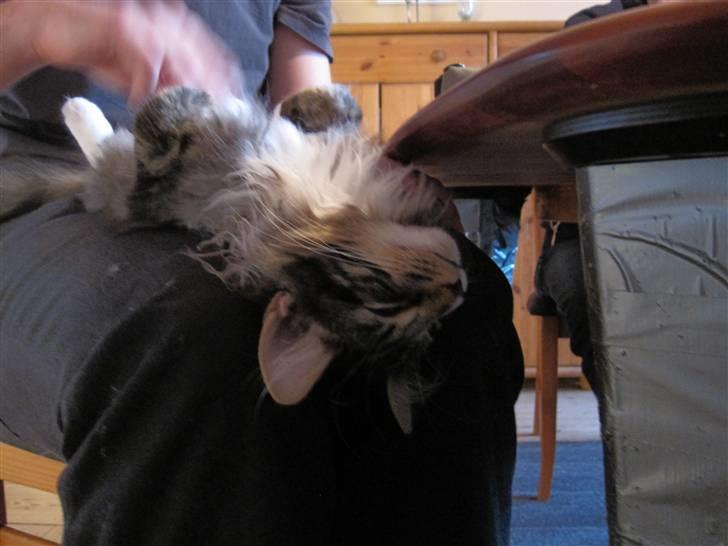 Norsk Skovkat DK Skovskyttens Sigurd - R.I.P januar 2012 billede 3