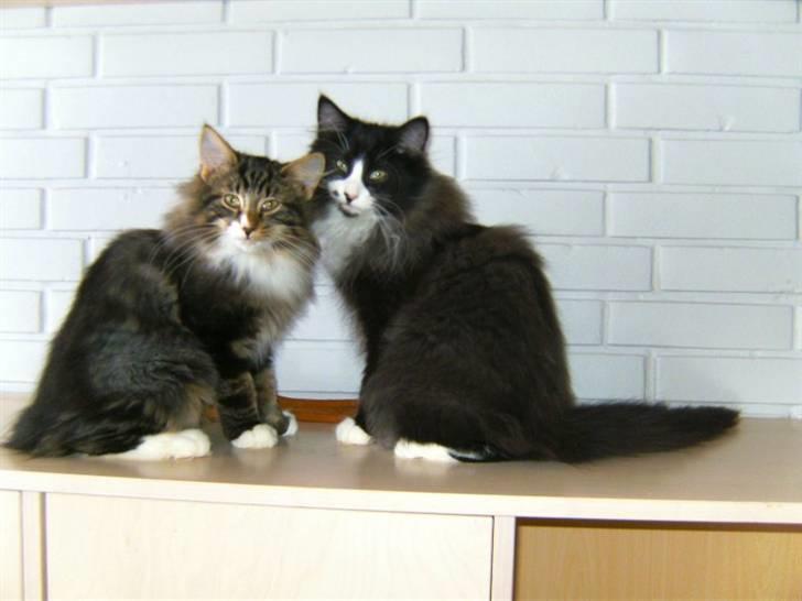 Norsk Skovkat DK Skovskyttens Sigurd - R.I.P januar 2012 billede 4