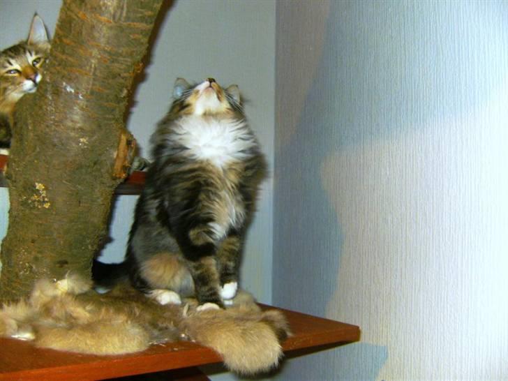 Norsk Skovkat DK Skovskyttens Sigurd - R.I.P januar 2012 billede 5