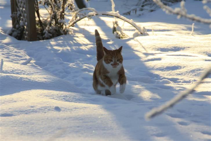 Huskat Dragon R.I.P 23/4-2014 billede 16