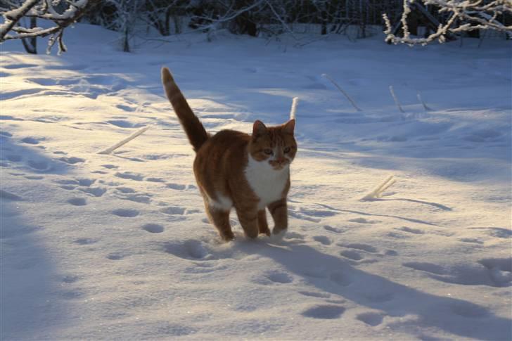 Huskat Dragon R.I.P 23/4-2014 billede 17