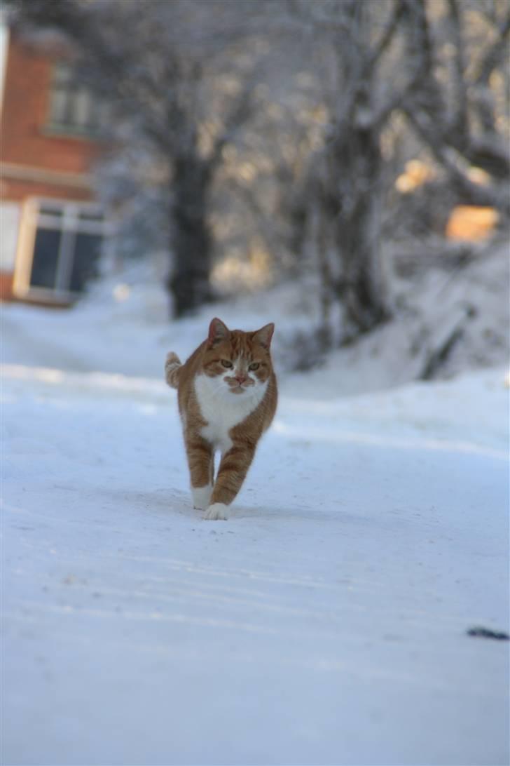 Huskat Dragon R.I.P 23/4-2014 billede 18