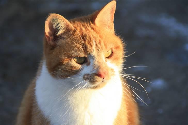 Huskat Dragon R.I.P 23/4-2014 billede 19