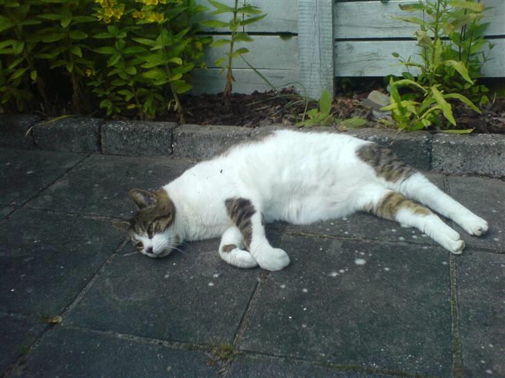 Huskat Levhe - Ahh, skønt at slappe af i skyggen, på en varm sommerdag (: billede 10