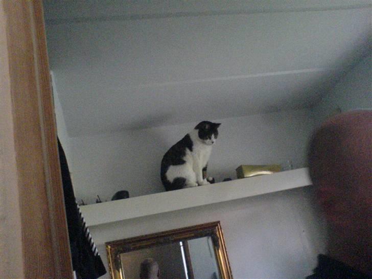 Huskat Levhe - NINJA CAT billede 11