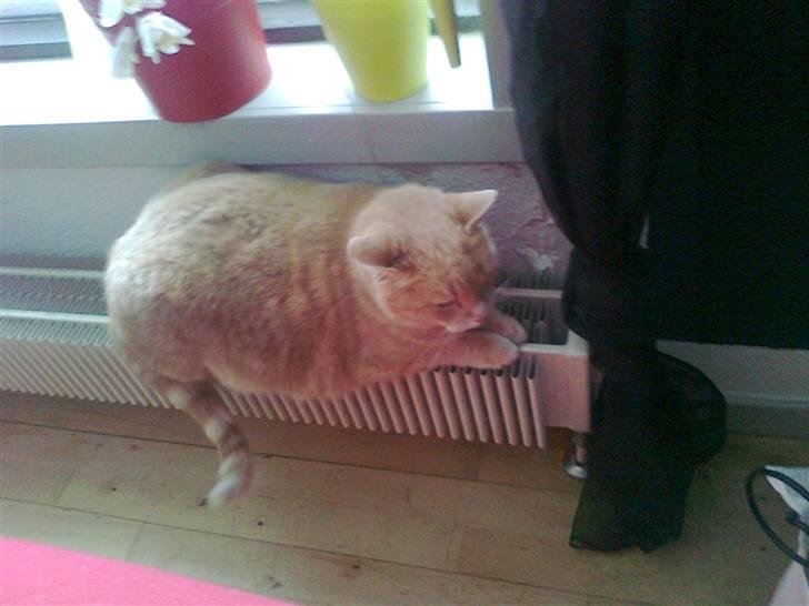 Huskat garfield RIP billede 5