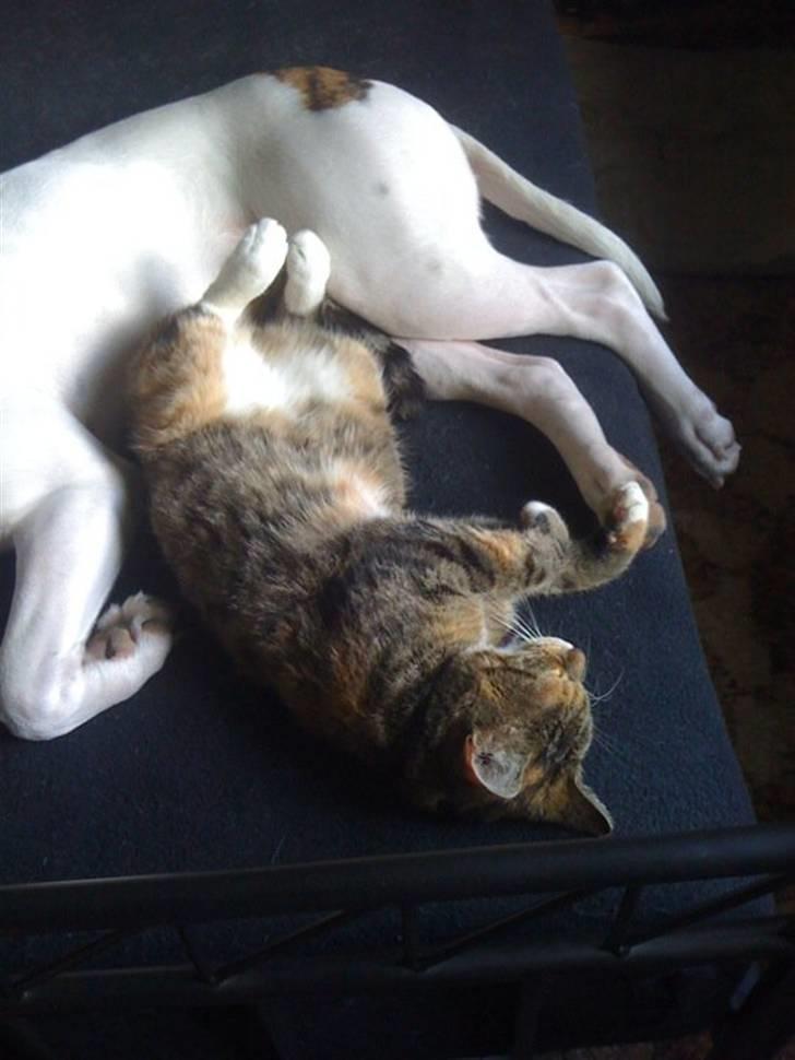 Blanding af racer Bøllemis Aka Daisy billede 12