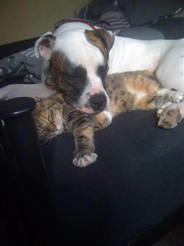 Blanding af racer Bøllemis Aka Daisy billede 13