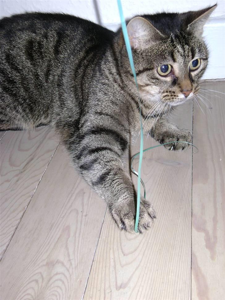 Huskat MisMolly - IKKE MIN MERE! billede 17