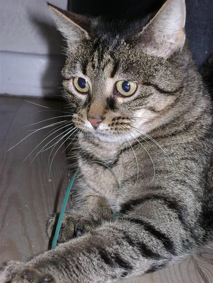 Huskat MisMolly - IKKE MIN MERE! billede 1