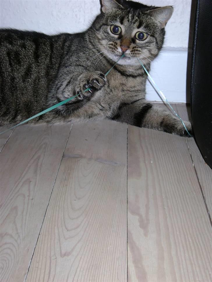 Huskat MisMolly - IKKE MIN MERE! billede 18