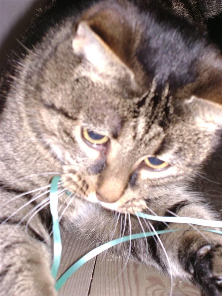 Huskat MisMolly - IKKE MIN MERE! billede 19