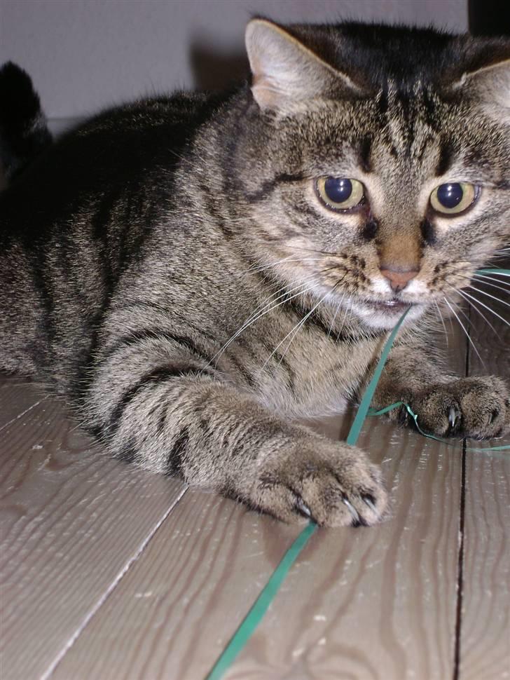 Huskat MisMolly - IKKE MIN MERE! billede 20