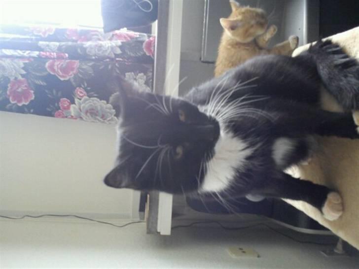 Huskat Batman (Bruce Wayne) billede 12