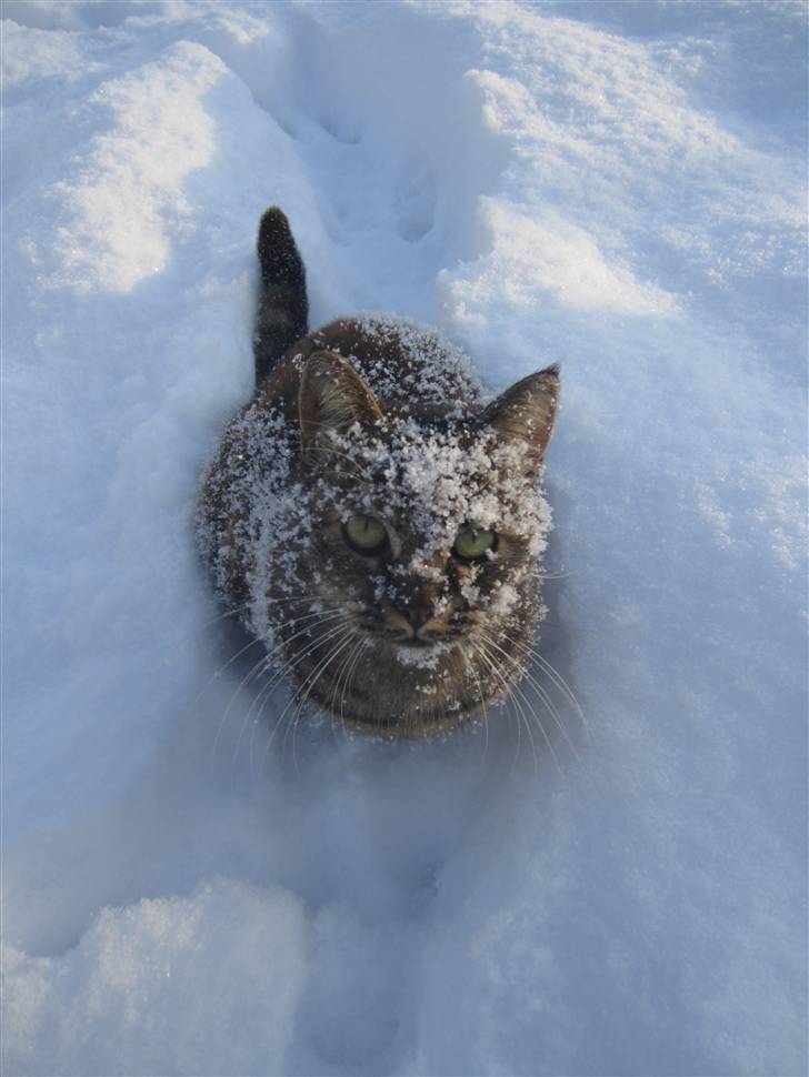 Huskat Janis - Ja, hun ELSKER sne :D billede 18