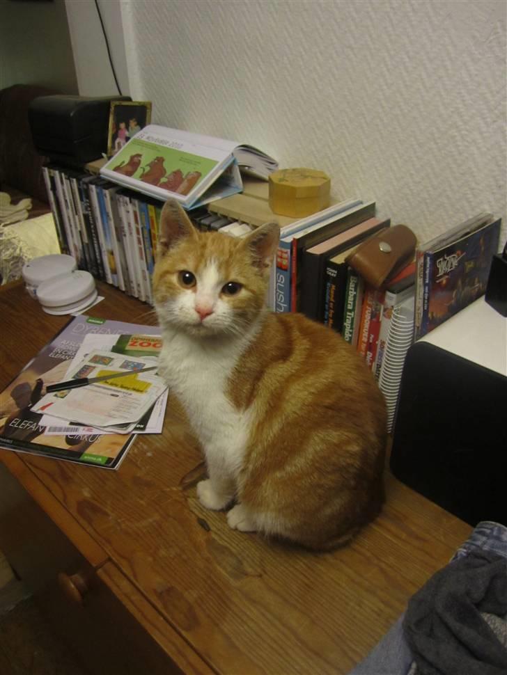 Huskat Joe - En lidt betuttet Joe :) billede 17