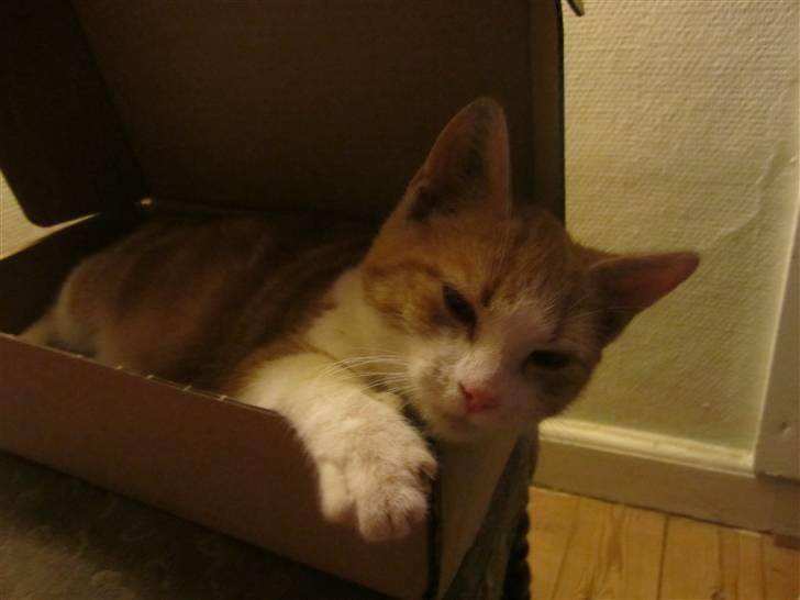 Huskat Joe - Han ligger meget i kasser :b billede 18