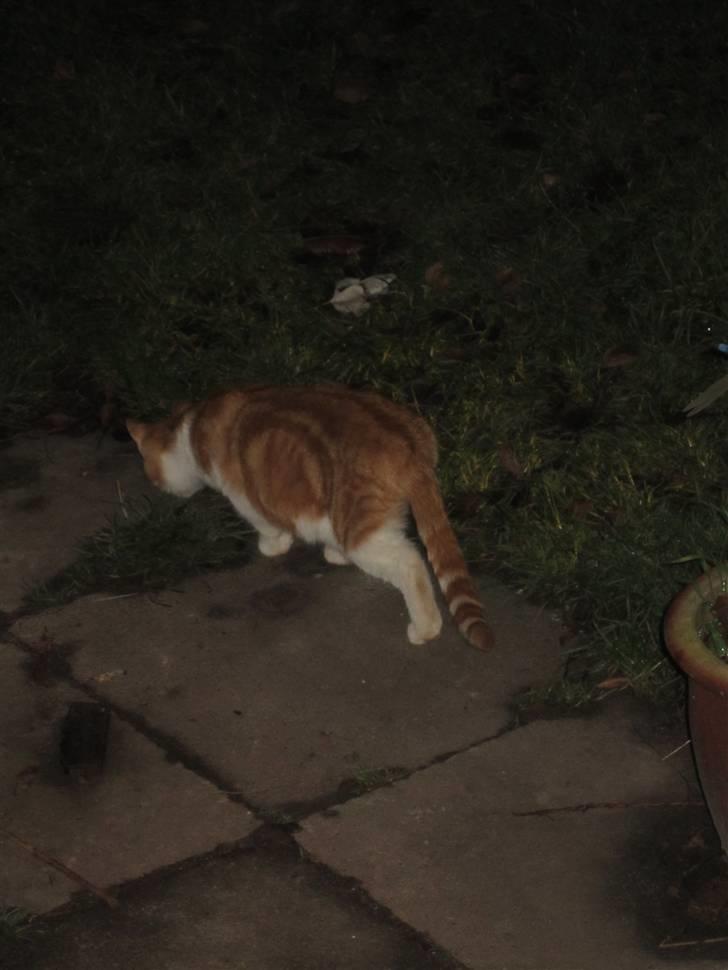 Huskat Joe - Luske-Joe billede 19