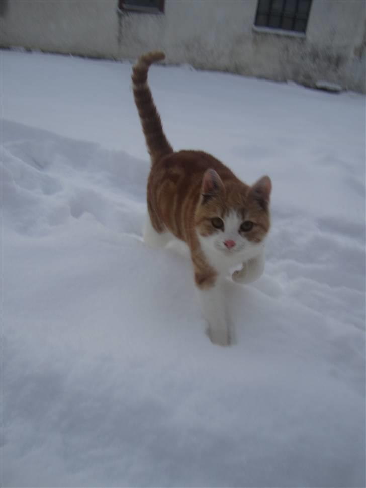 Huskat Joe - Joe er IKKE vild med sne :b billede 20