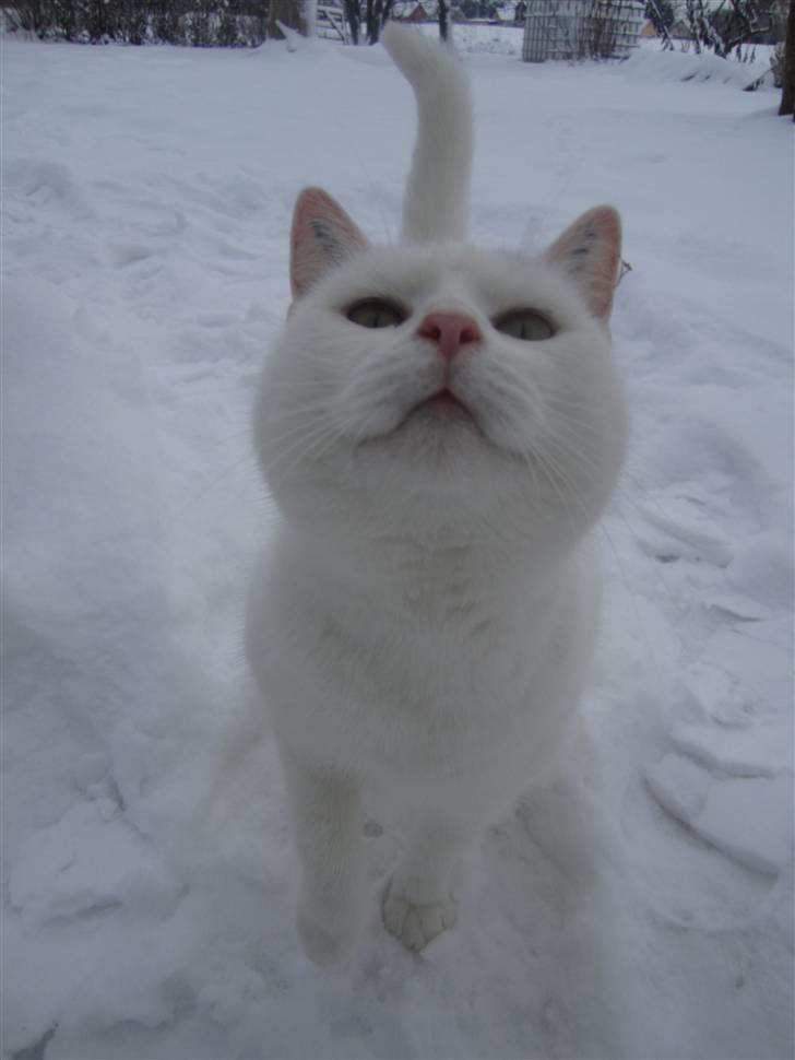 Huskat Perle billede 12