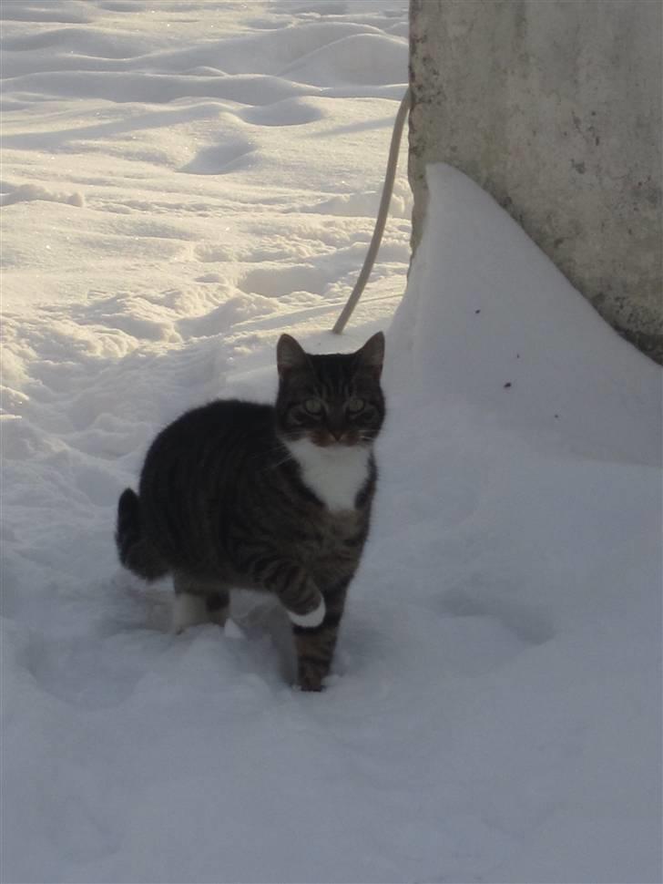 Huskat Humbug billede 11