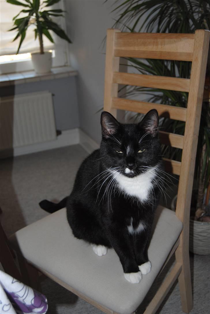 Huskat Rocky - (30/10-10) billede 15