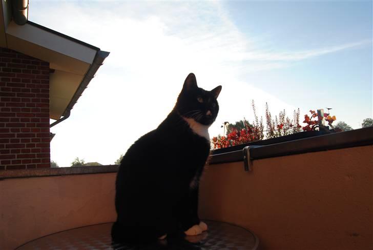 Huskat Rocky - (30/10-10) billede 16