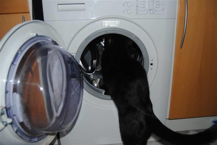 Huskat Rocky - (20/06-10) billede 17