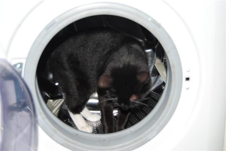 Huskat Rocky - (20/06-10) billede 18