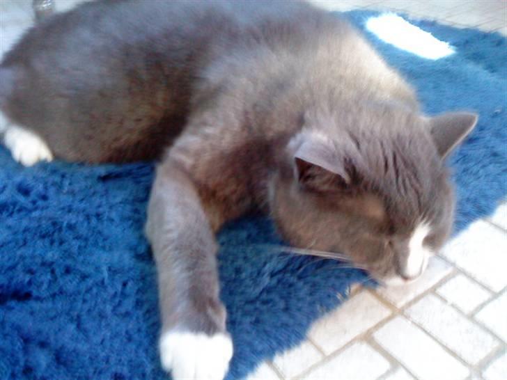 Blanding af racer Tarzan' <3 - Årh, hvor ligger han sødt og sover<33 billede 1