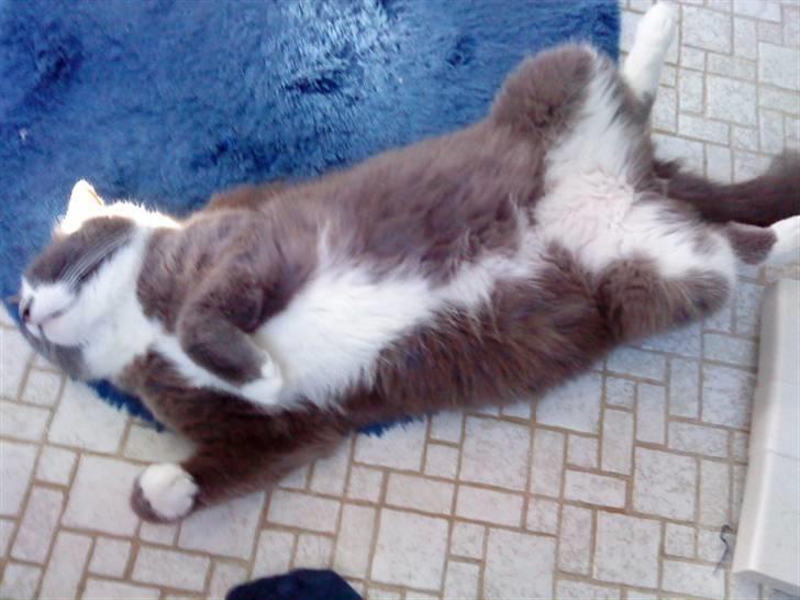 Blanding af racer Tarzan' <3 - Arj Tazze, du ligger altid på de der retarderede måder<3 billede 2