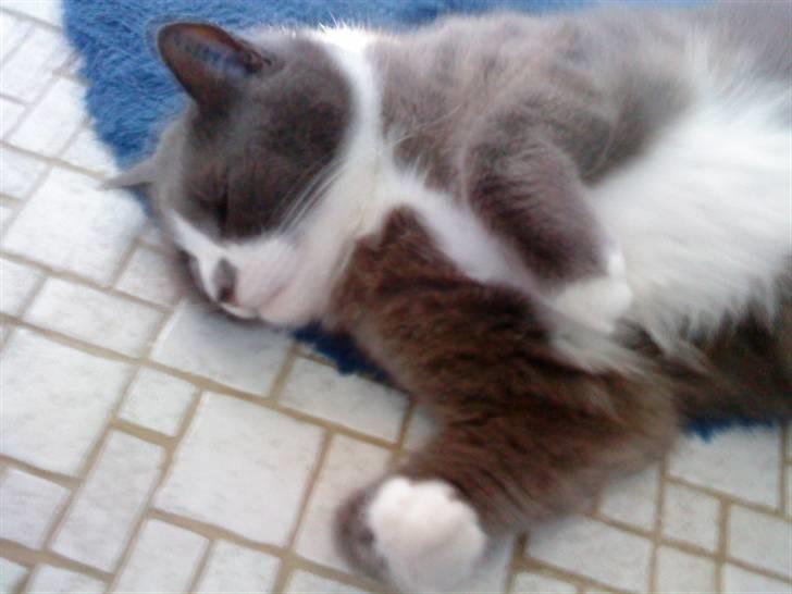 Blanding af racer Tarzan' <3 billede 3