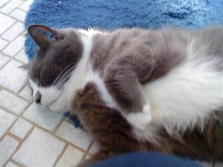 Blanding af racer Tarzan' <3 billede 4