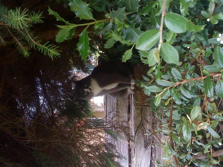 Blanding af racer Tarzan' <3 billede 5