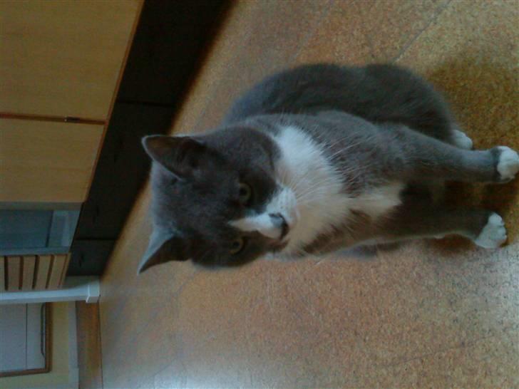 Blanding af racer Tarzan' <3 billede 6