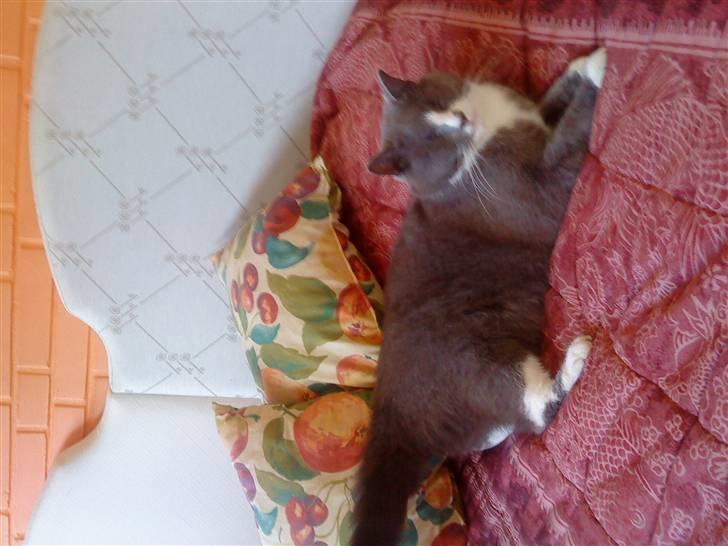 Blanding af racer Tarzan' <3 billede 7