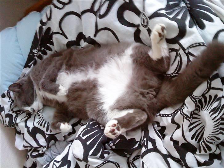 Blanding af racer Tarzan' <3 billede 8