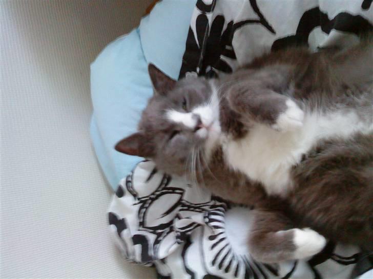 Blanding af racer Tarzan' <3 billede 9