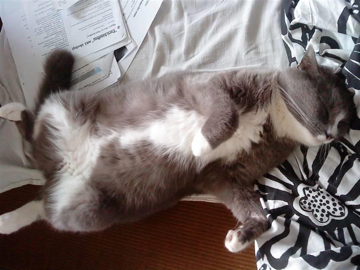 Blanding af racer Tarzan' <3 billede 10