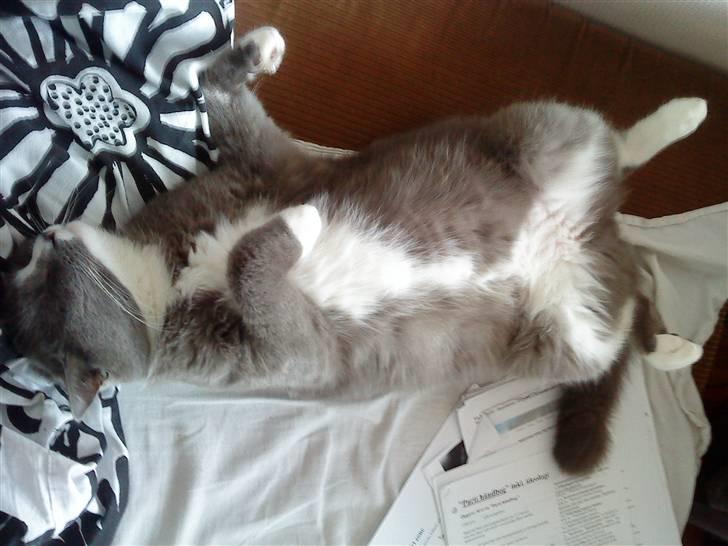 Blanding af racer Tarzan' <3 billede 11